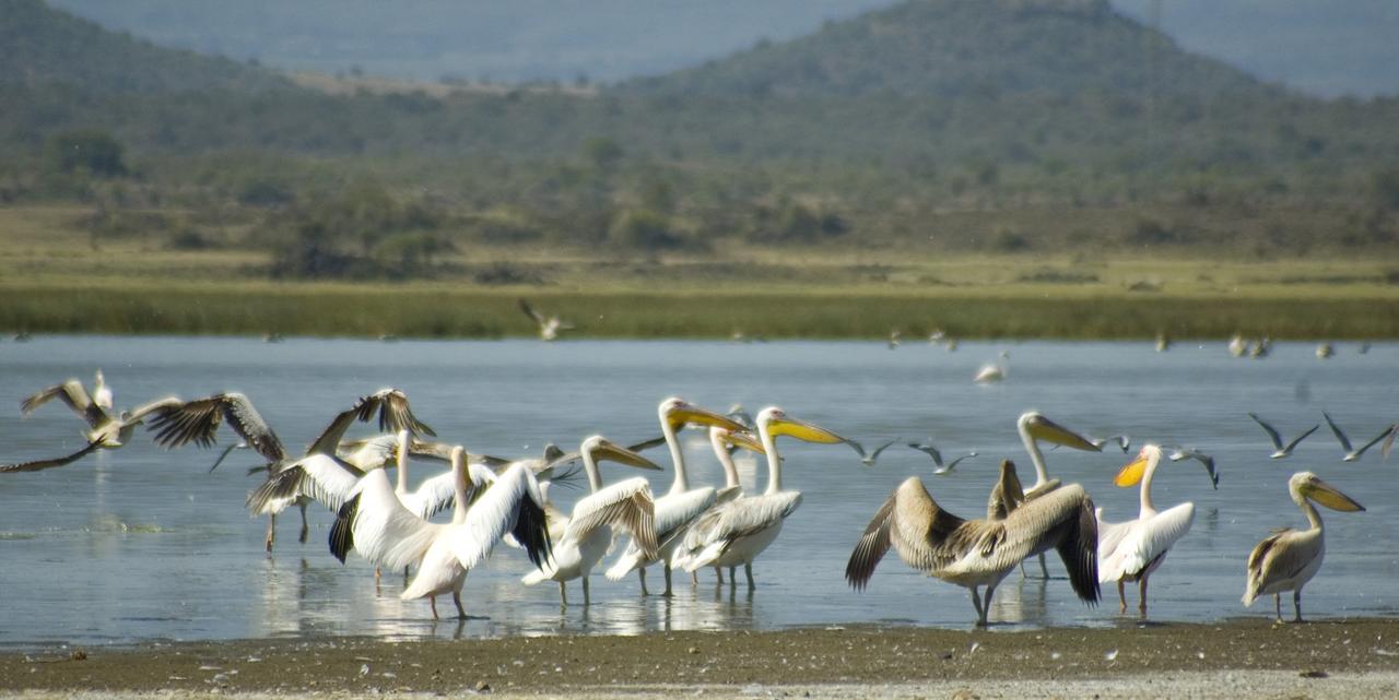 Jacaranda Lake Elementaita Lodge Gilgil 외부 사진